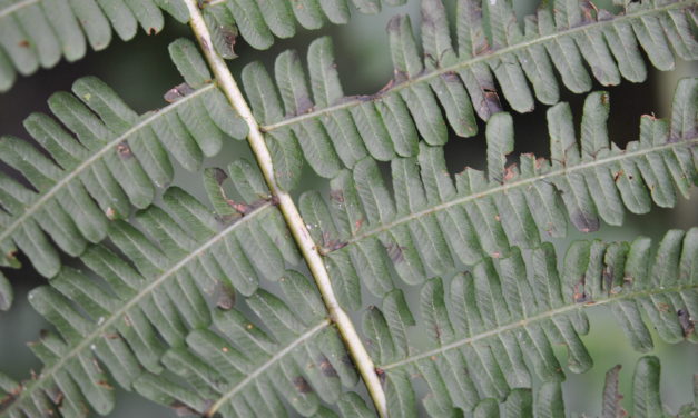 Amauropelta euchlora