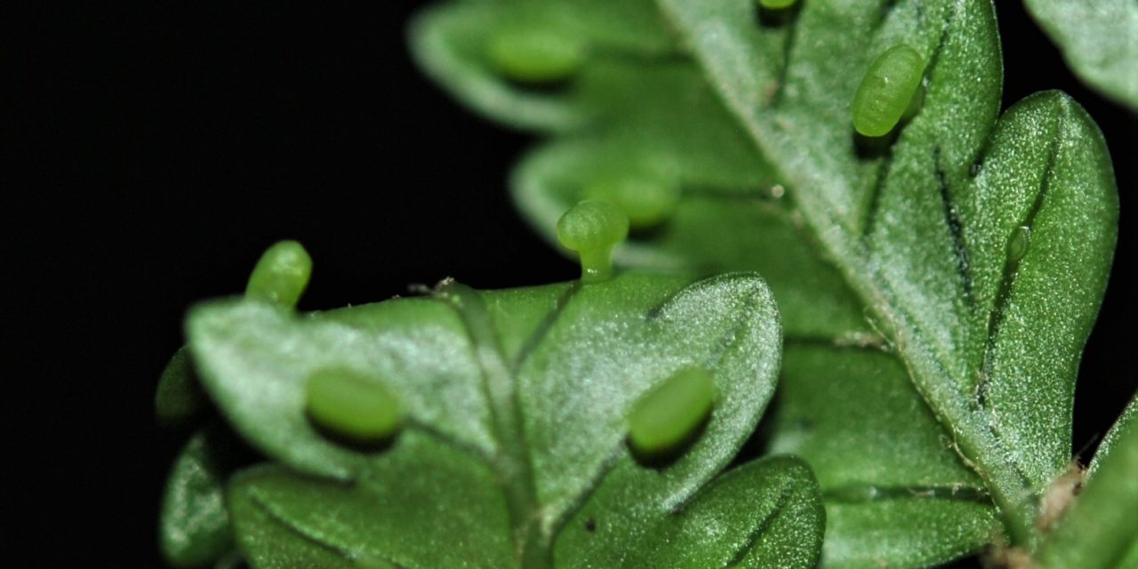 Eupodium pittieri