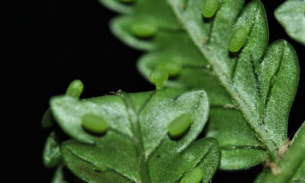 Eupodium pittieri