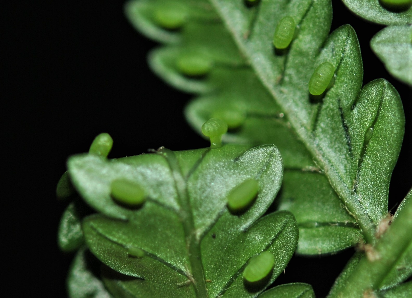 Eupodium pittieri