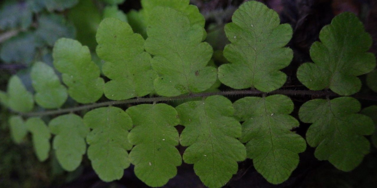 Goniopteris reptans