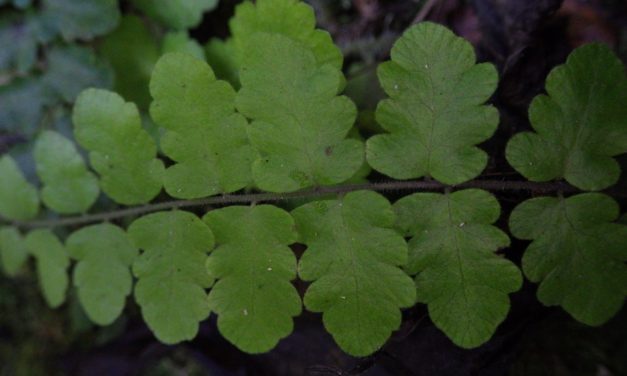 Goniopteris reptans