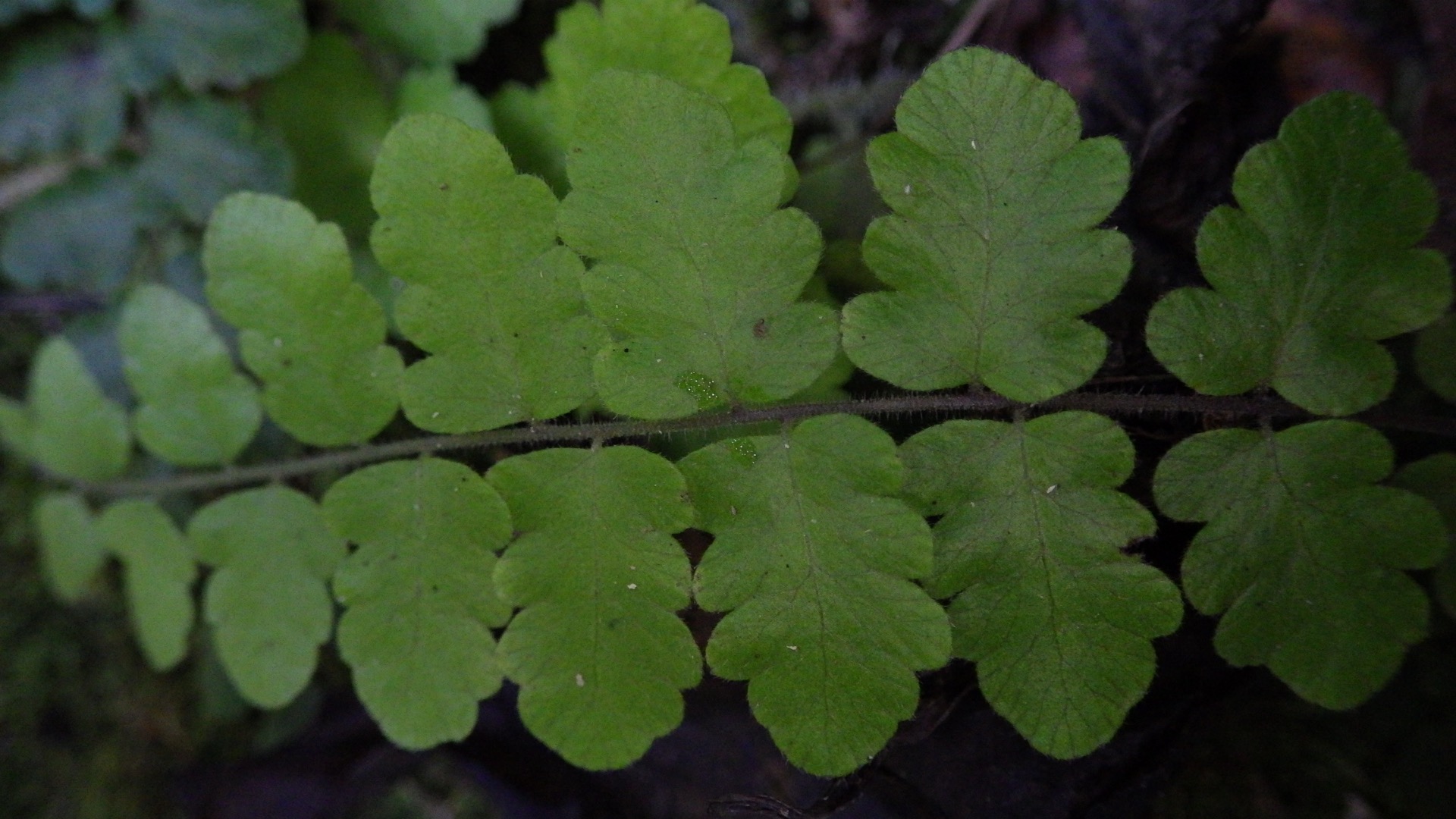 Goniopteris reptans