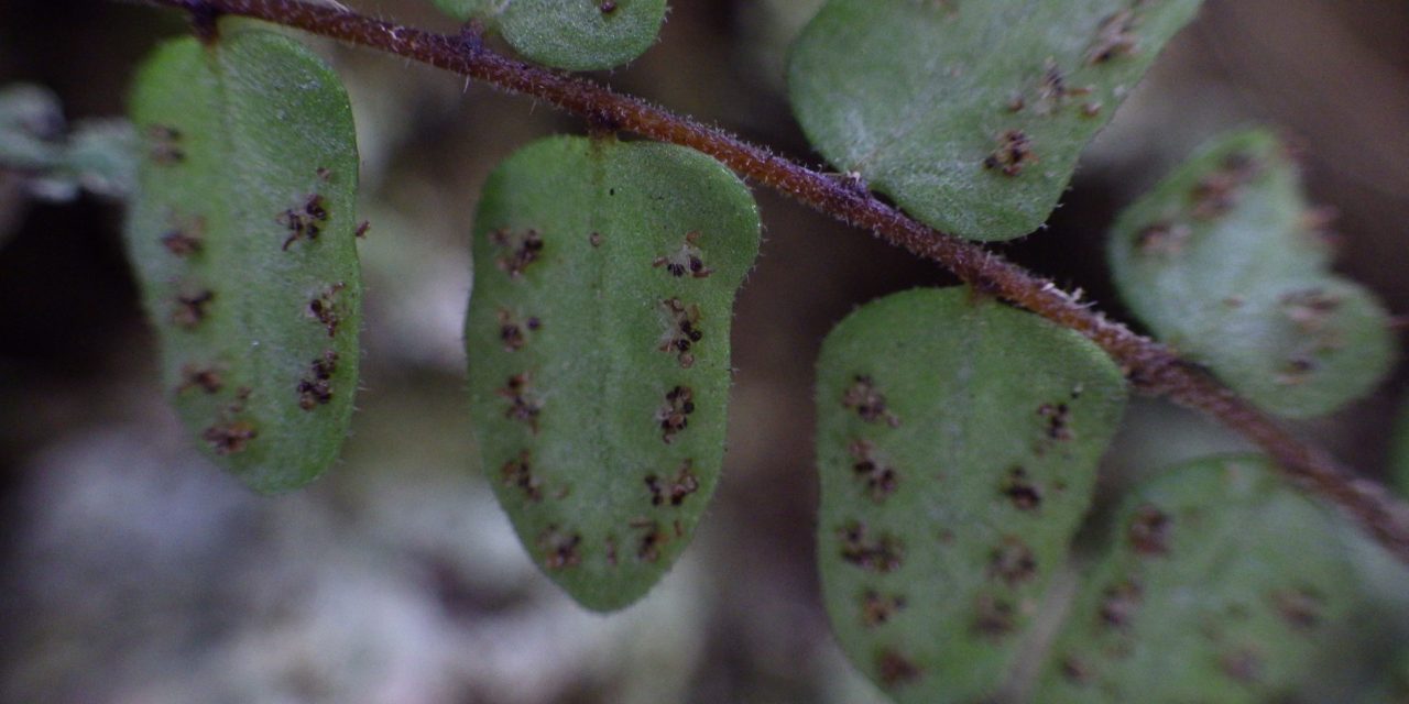 Goniopteris abdita