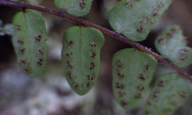 Goniopteris abdita