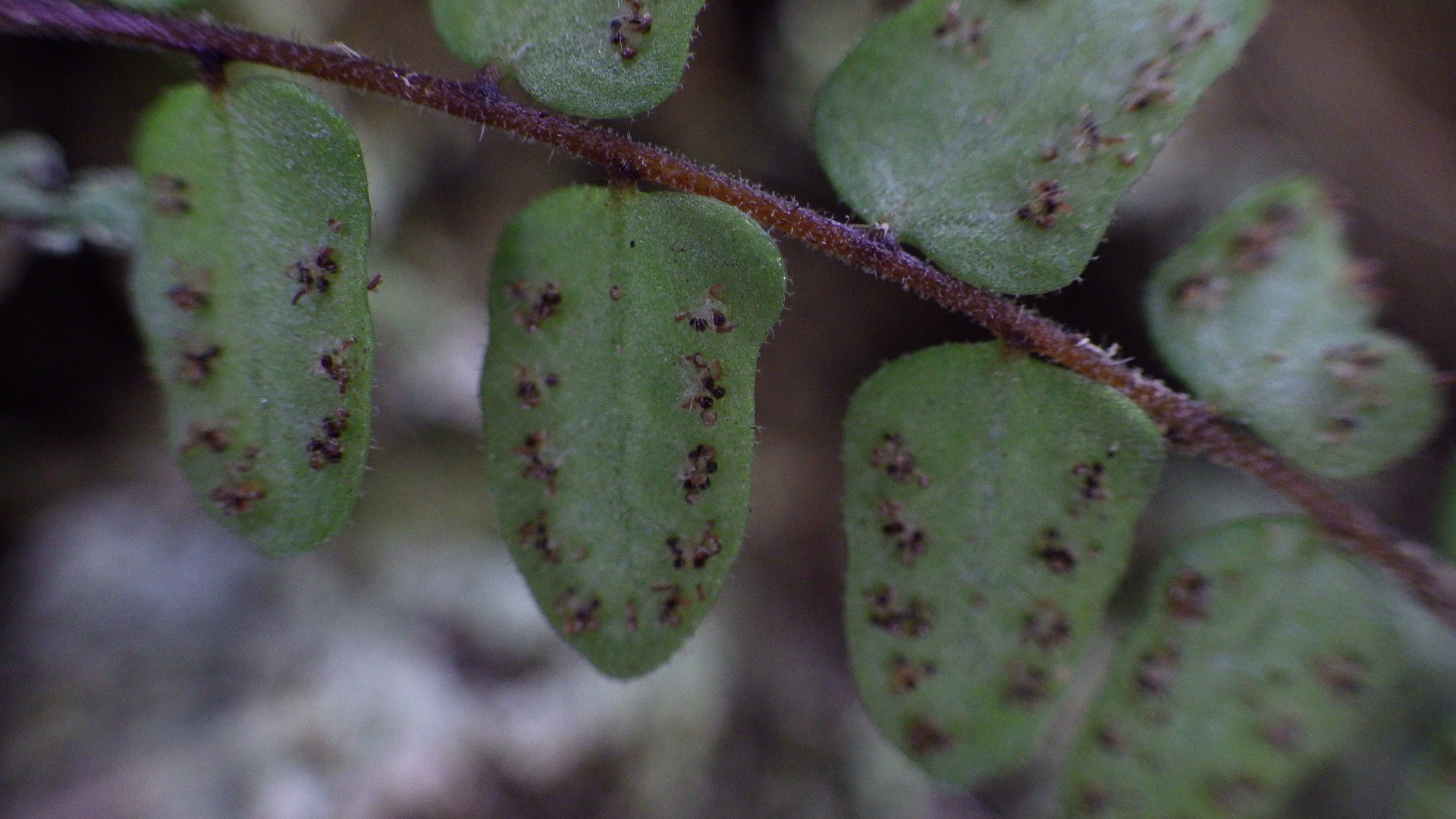 Goniopteris abdita