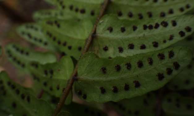 Goniopteris cordata