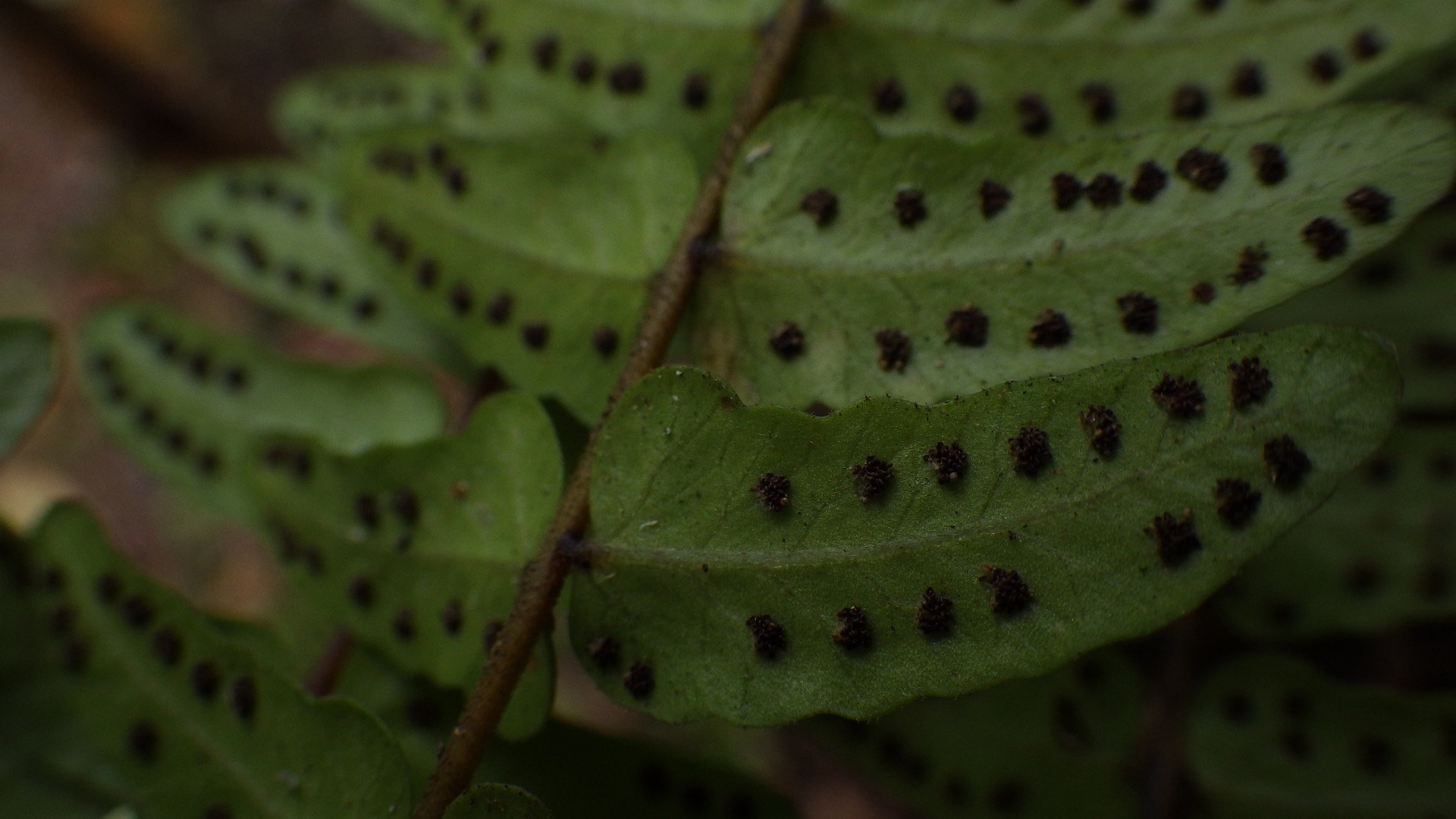 Goniopteris cordata