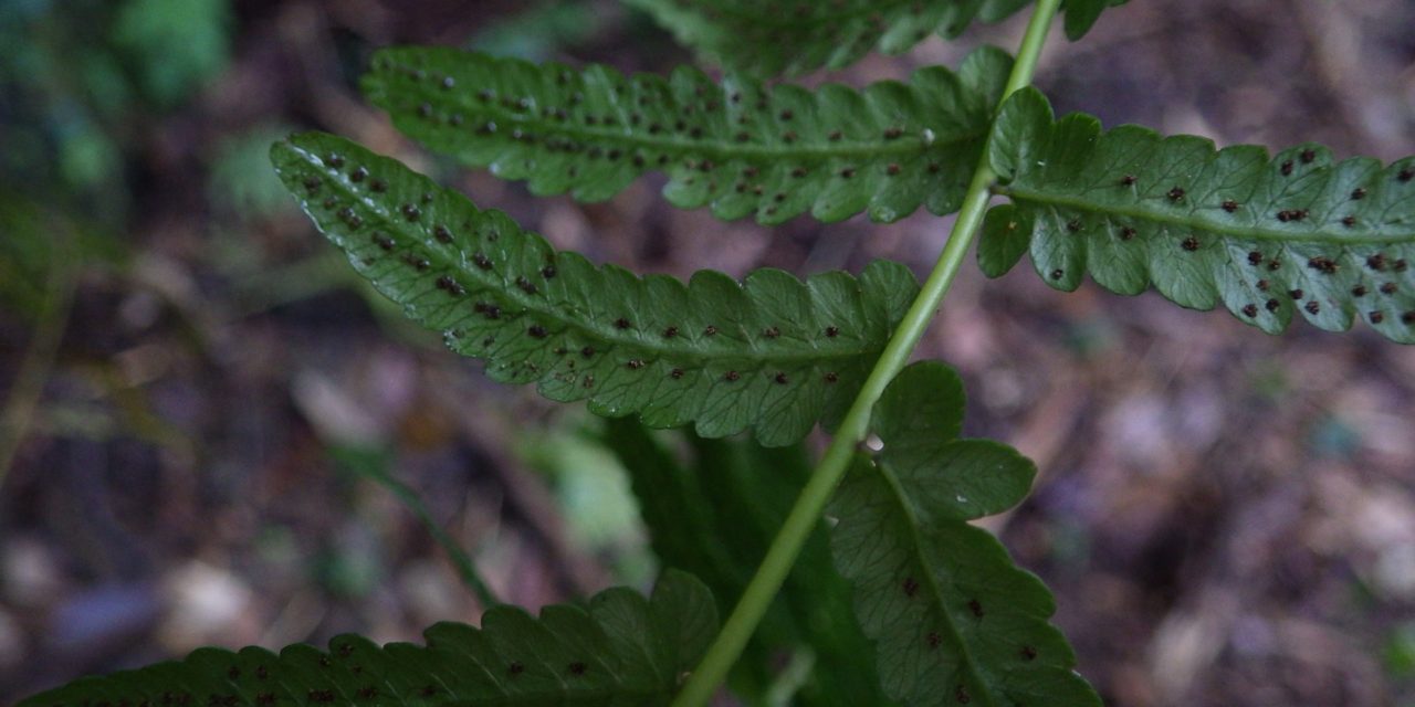 Goniopteris retroflexa