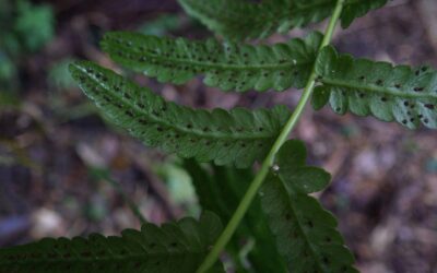Goniopteris retroflexa