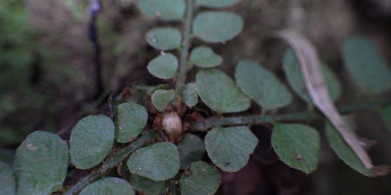 Polystichum rhizophyllum