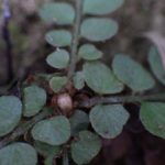 Polystichum rhizophyllum