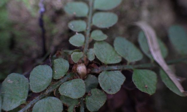 Polystichum rhizophyllum