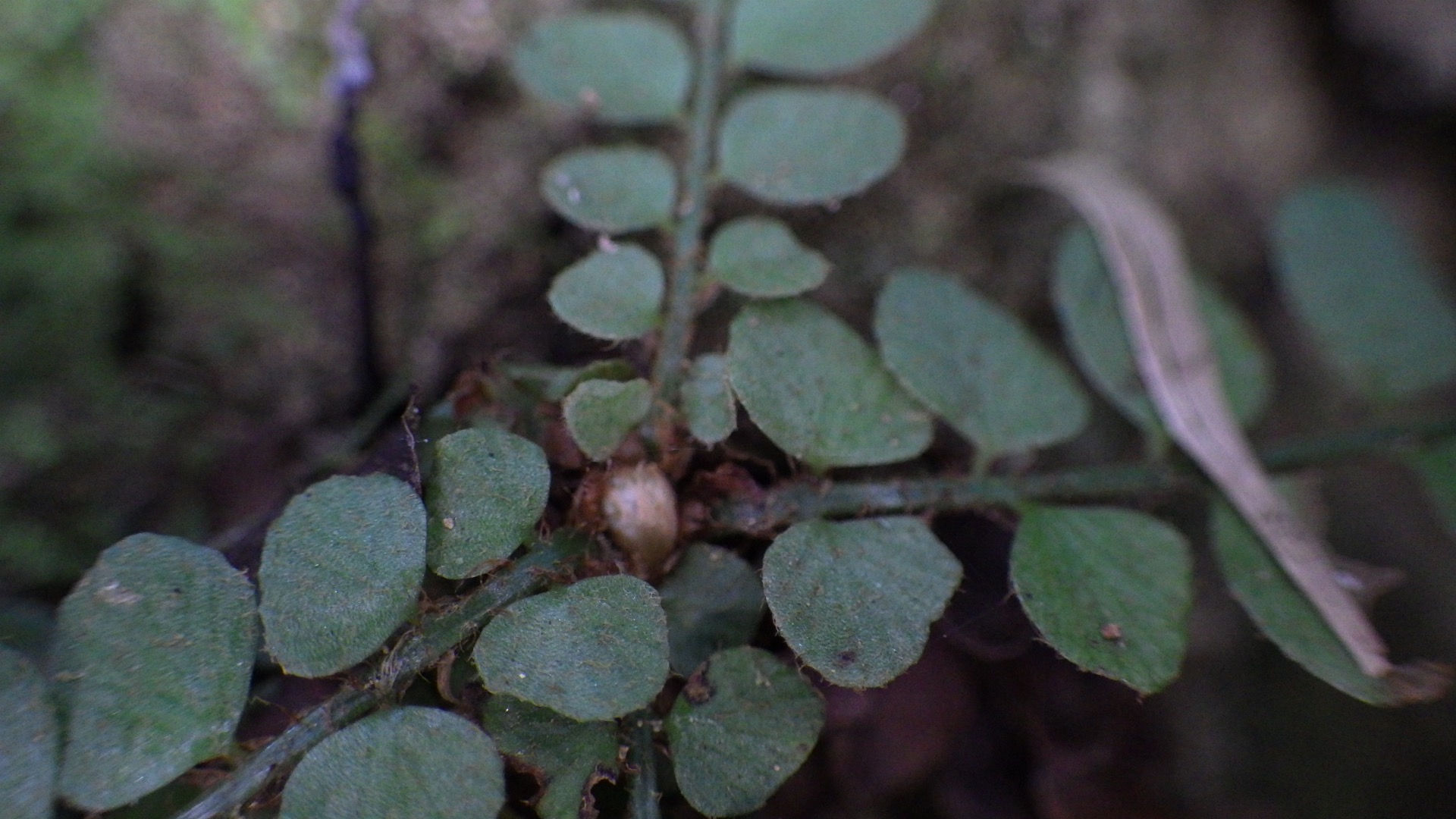 Polystichum rhizophyllum