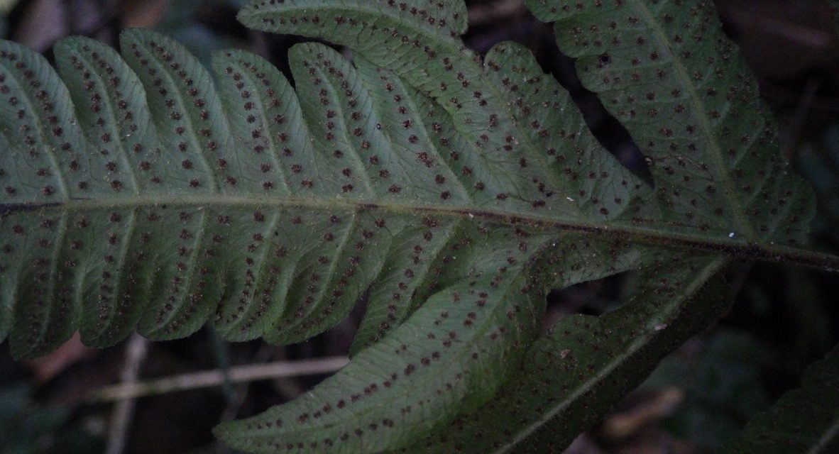 Goniopteris hastata