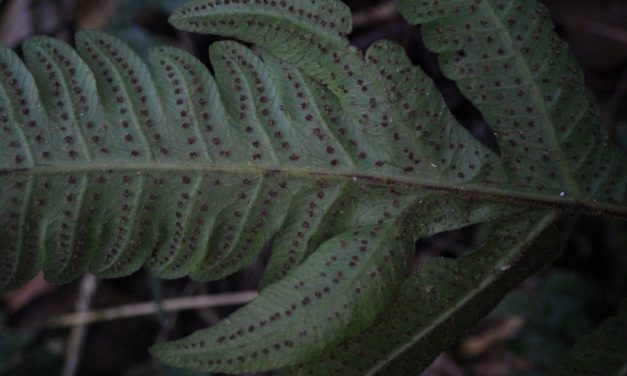 Goniopteris hastata