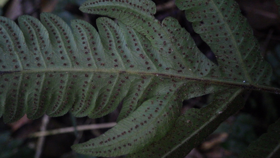 Goniopteris hastata