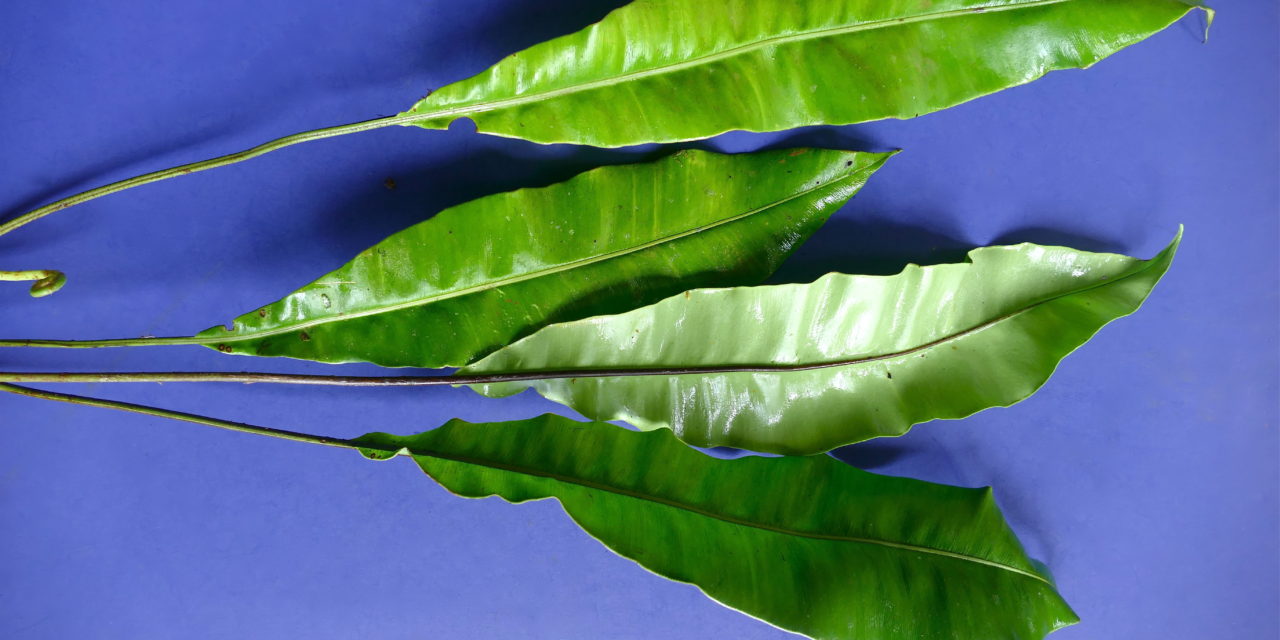 Elaphoglossum latifolium