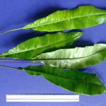 Elaphoglossum latifolium