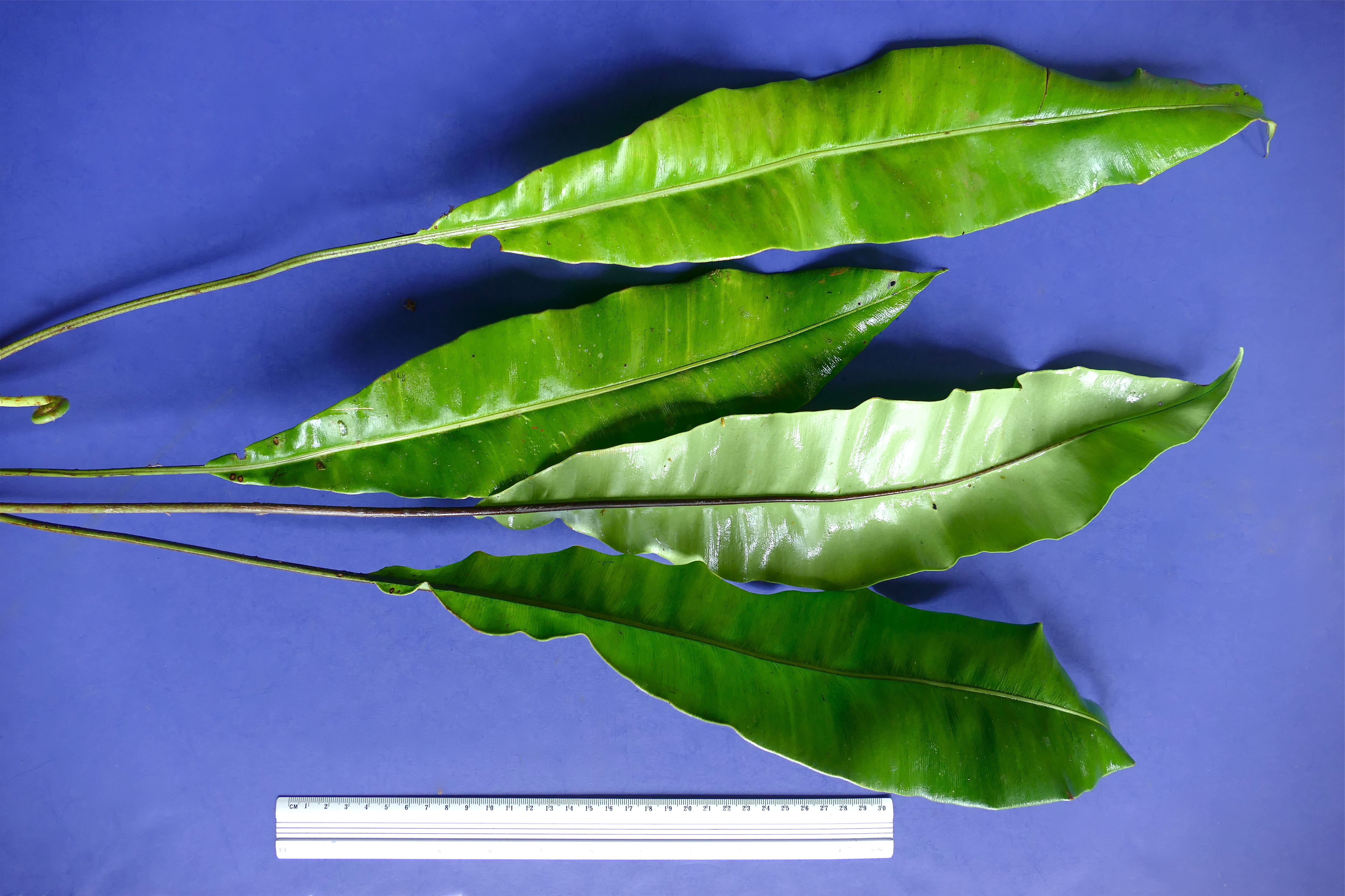 Elaphoglossum latifolium