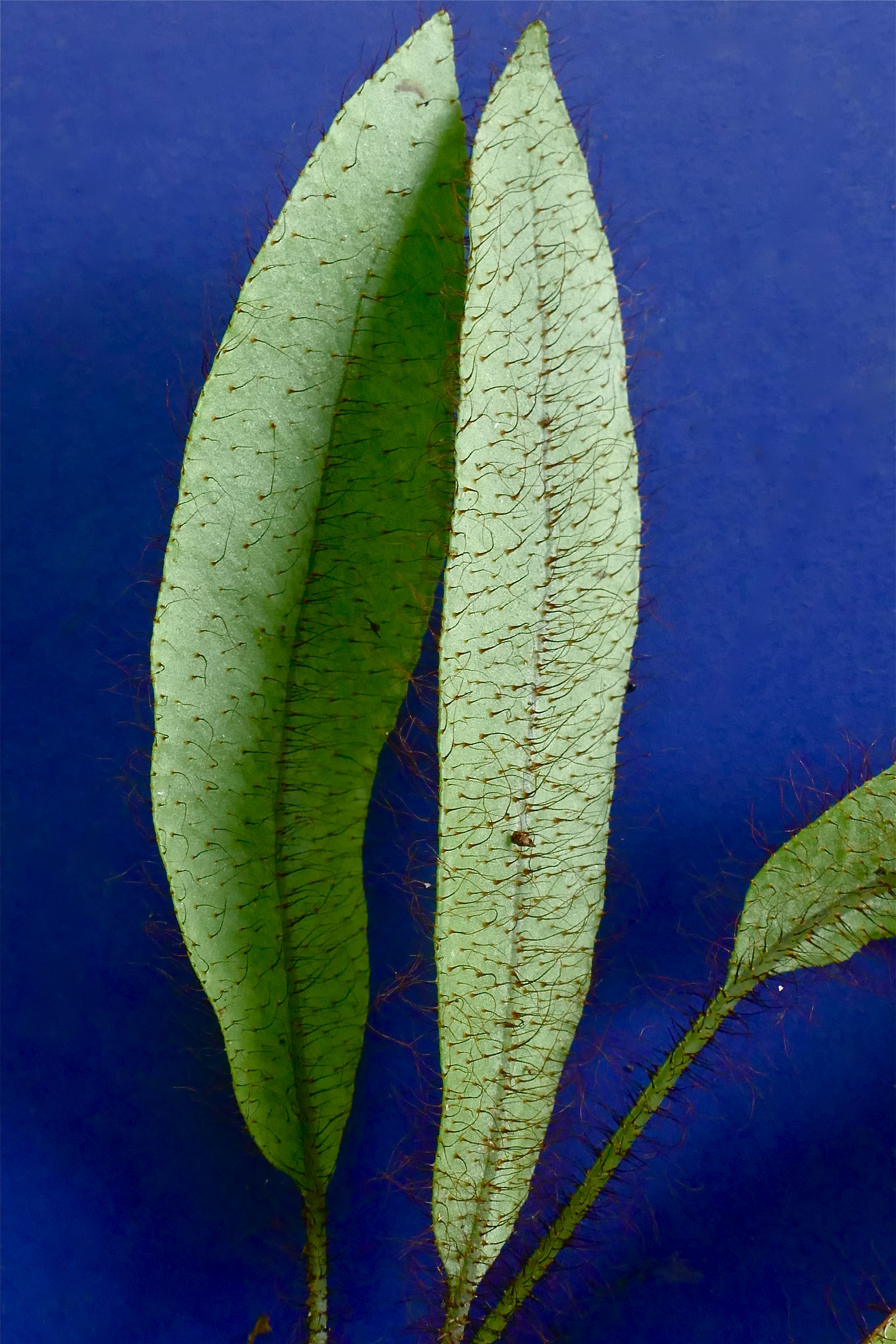 Elaphoglossum atrobarbatum