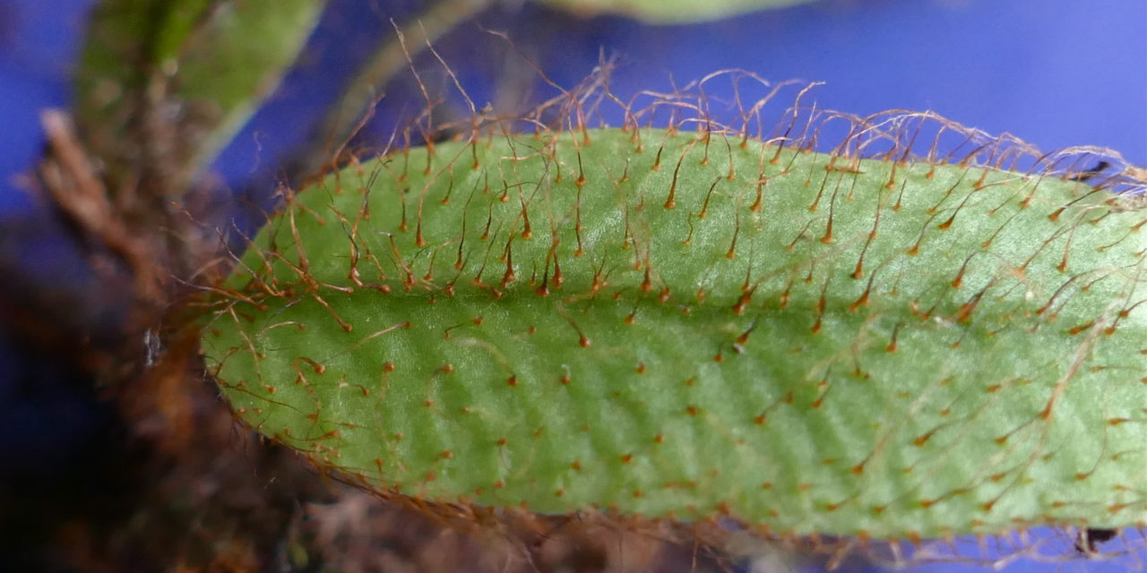 Elaphoglossum atrobarbatum