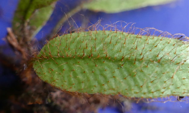 Elaphoglossum atrobarbatum