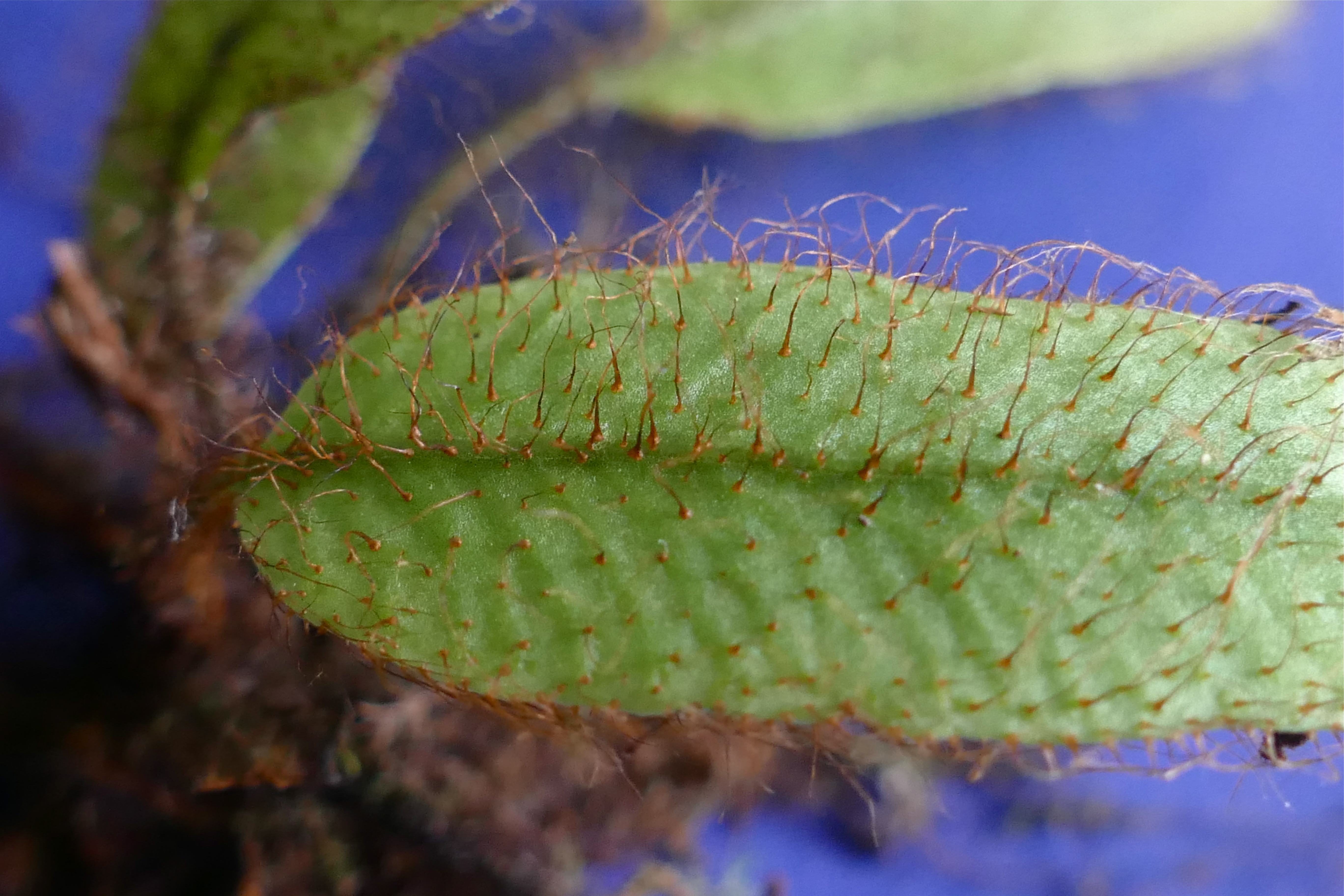 Elaphoglossum atrobarbatum