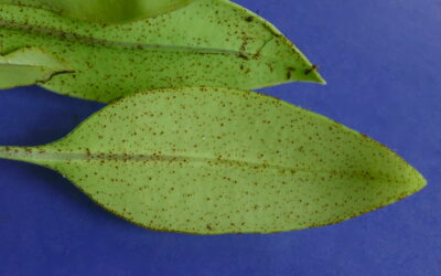 Elaphoglossum correae