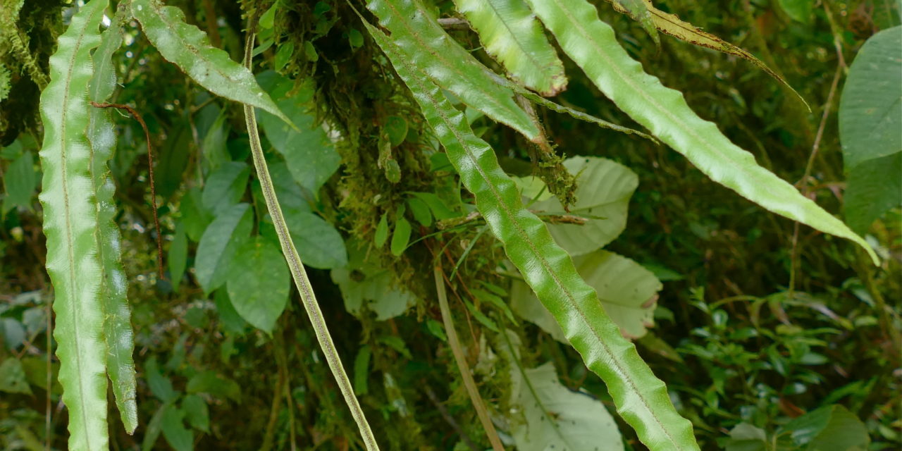 Elaphoglossum hammelianum