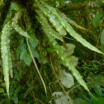 Elaphoglossum hammelianum