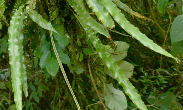 Elaphoglossum hammelianum