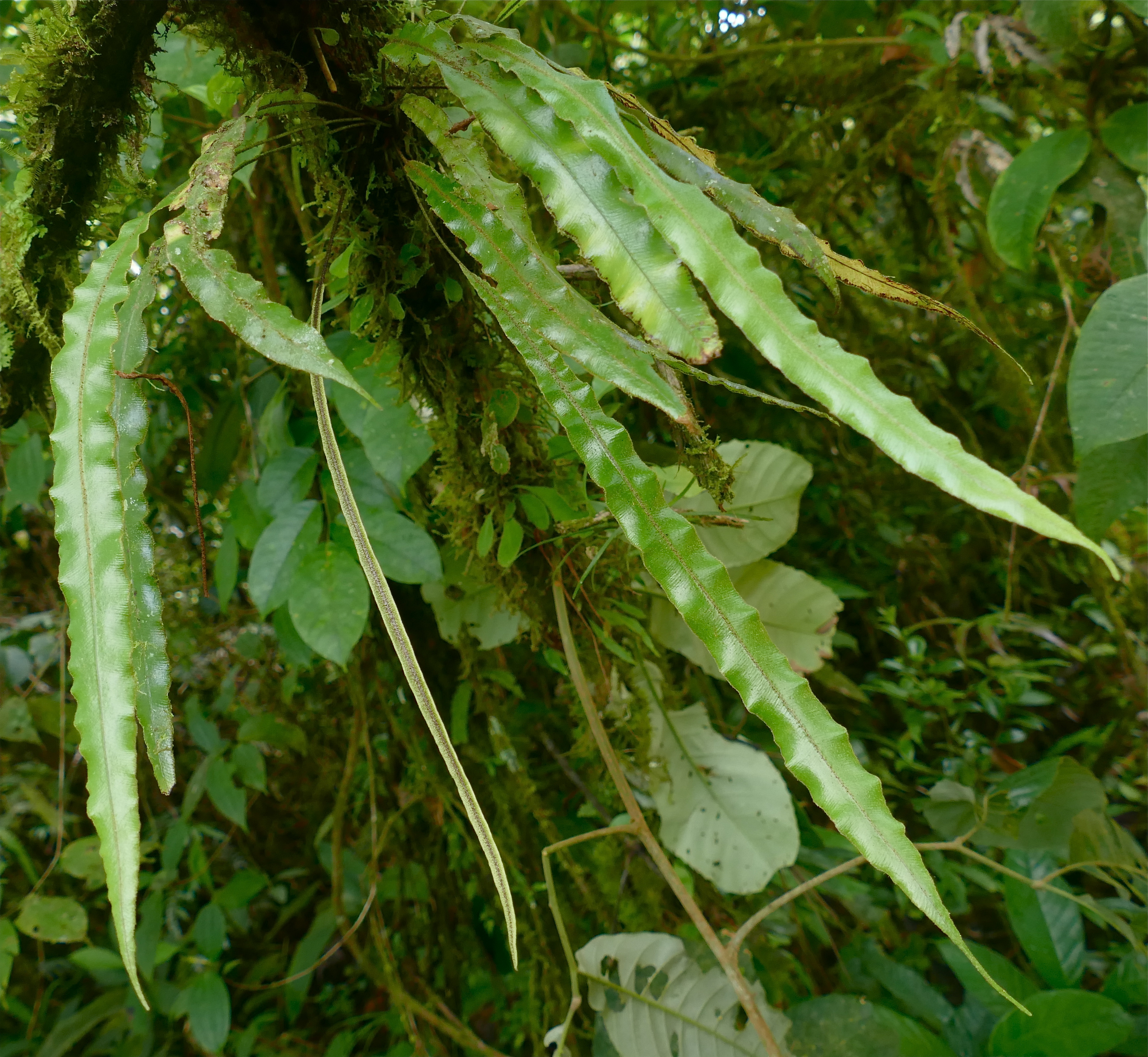 Elaphoglossum hammelianum