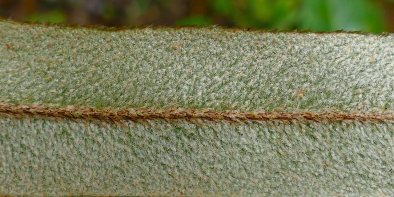 Elaphoglossum heterochroum