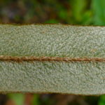 Elaphoglossum heterochroum