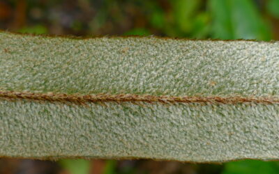 Elaphoglossum heterochroum
