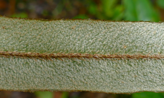 Elaphoglossum heterochroum