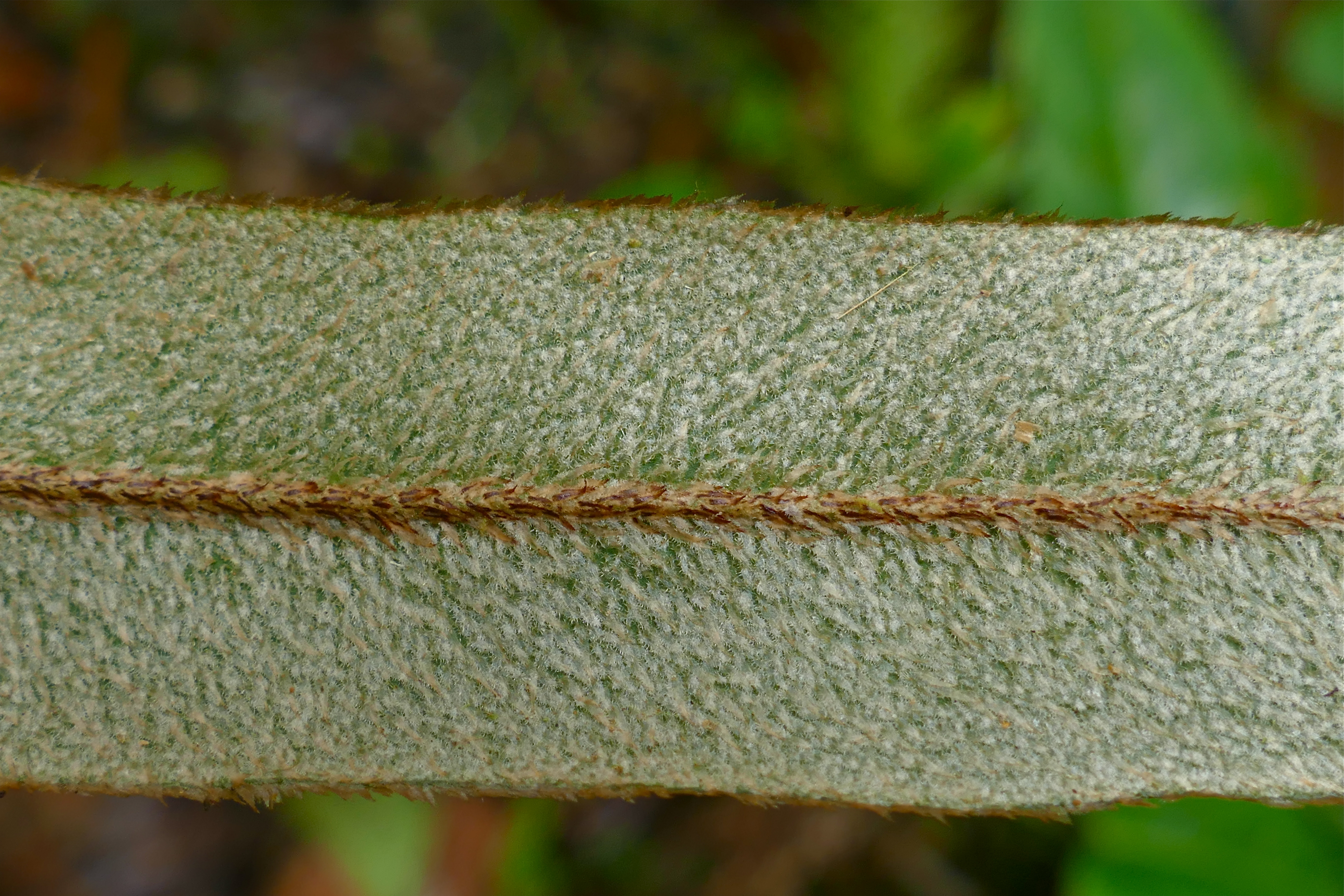 Elaphoglossum heterochroum