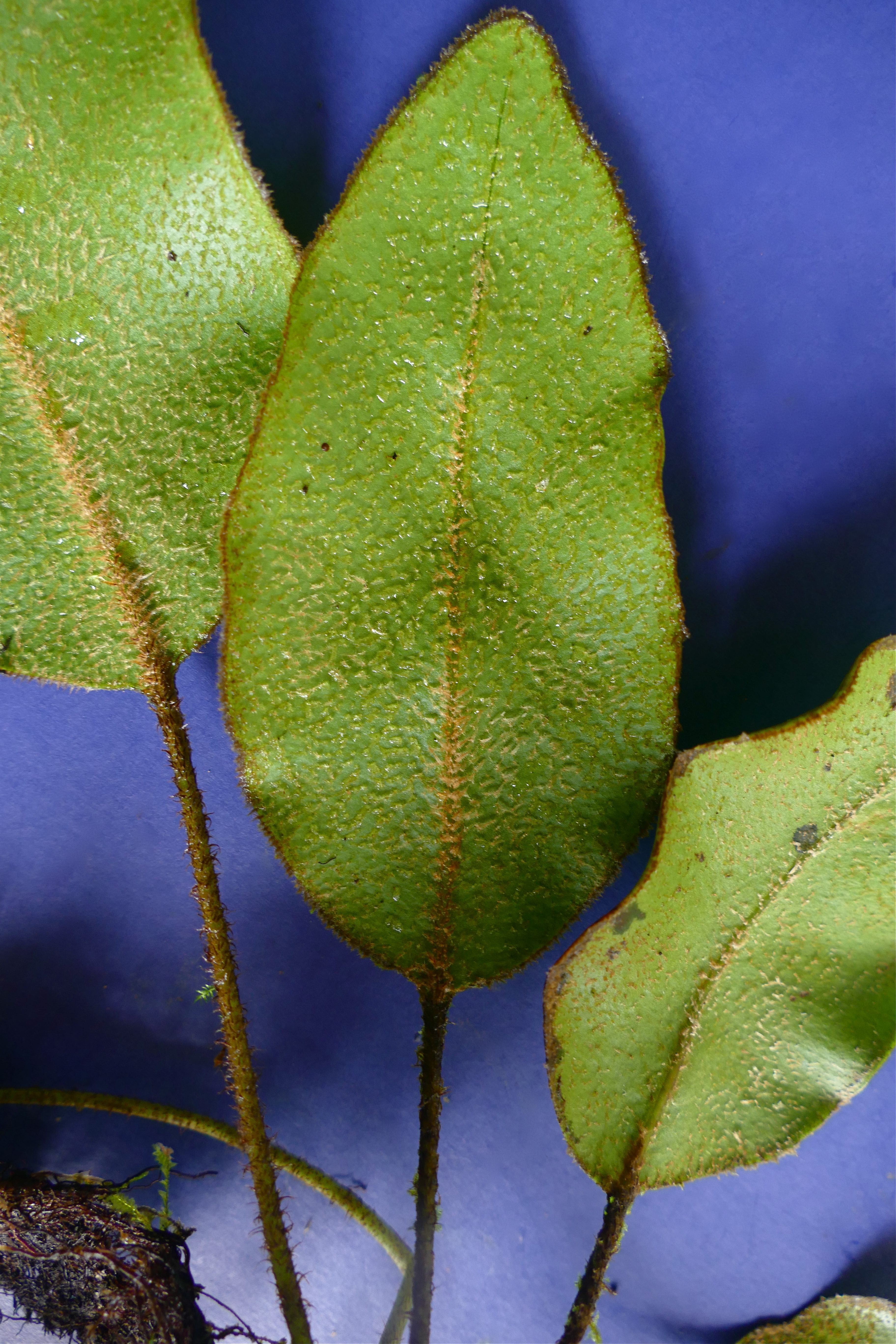 Elaphoglossum lepidothrix