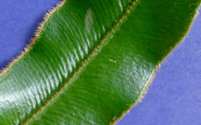 Elaphoglossum lepidothrix