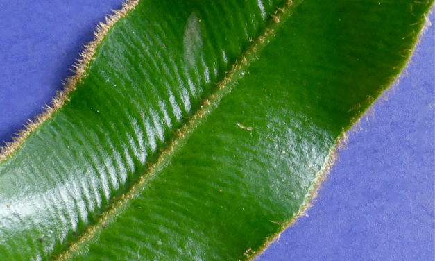 Elaphoglossum lepidothrix