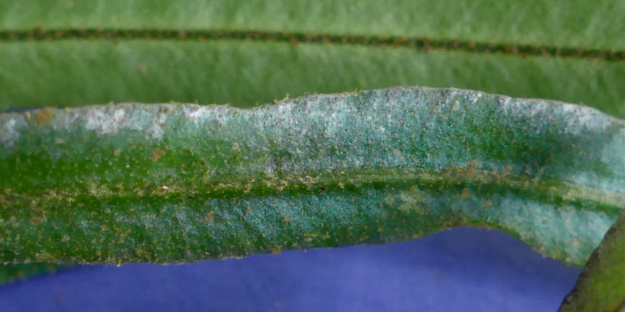 Elaphoglossum pseudoherminieri