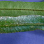 Elaphoglossum pseudoherminieri