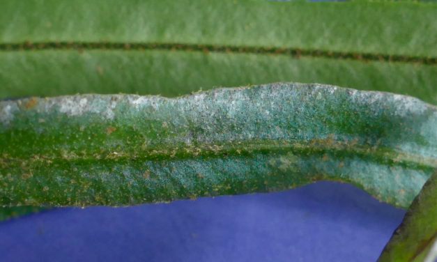 Elaphoglossum pseudoherminieri