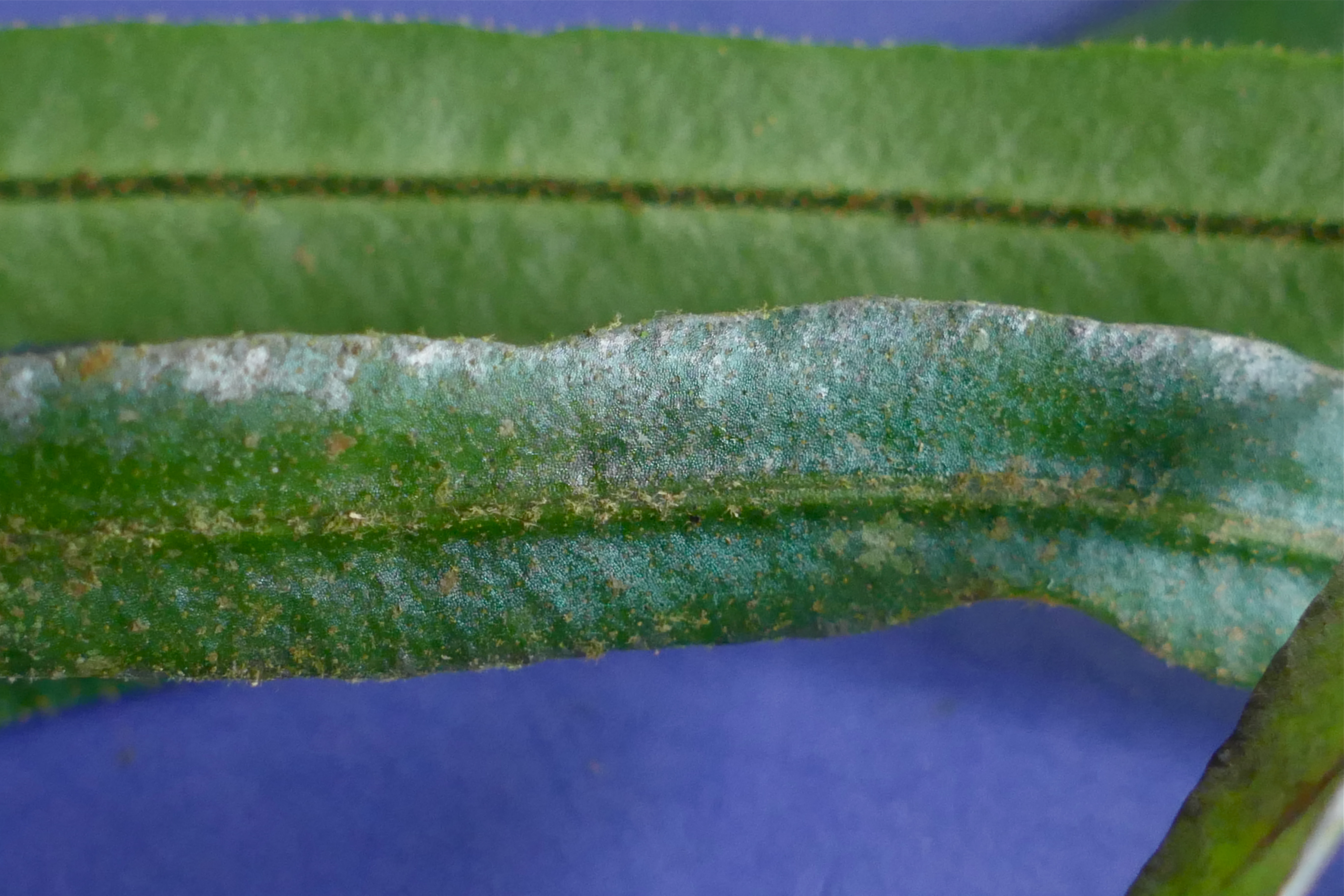 Elaphoglossum pseudoherminieri