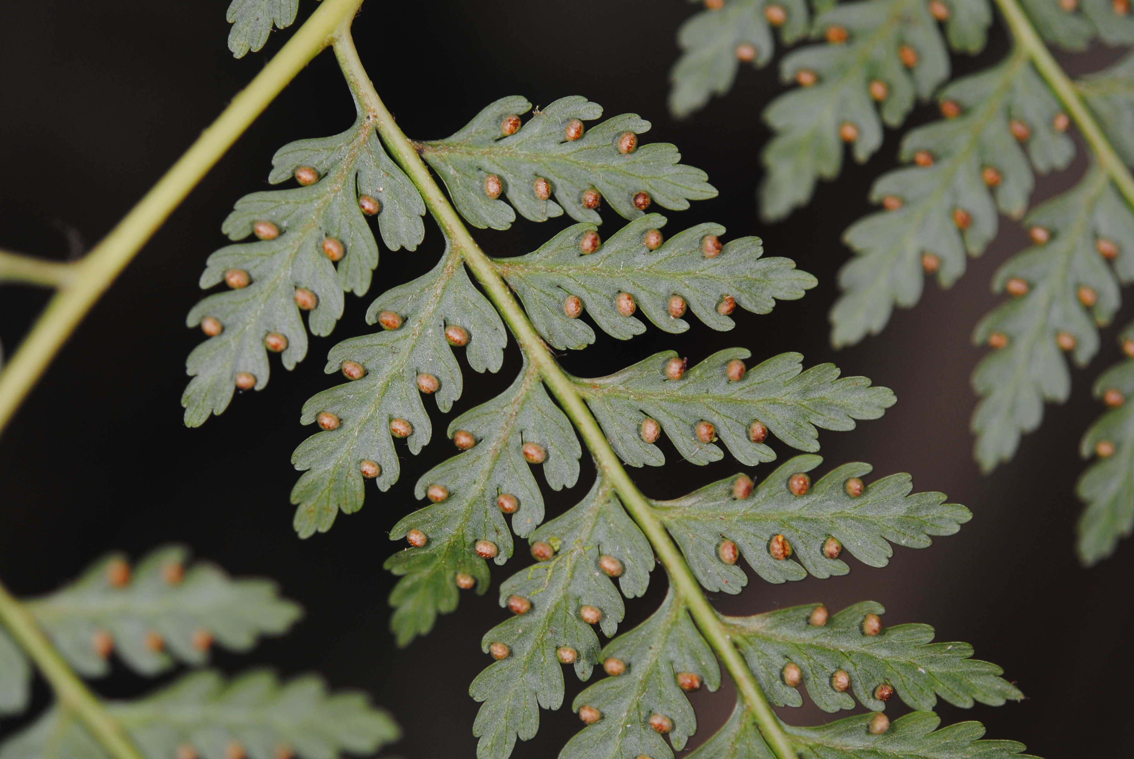 Calochlaena novae-guineae