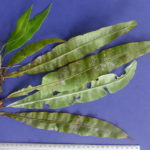 Elaphoglossum brevissimum