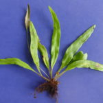 Elaphoglossum maculatum