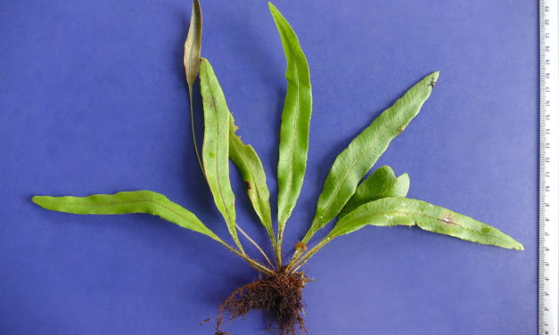 Elaphoglossum maculatum