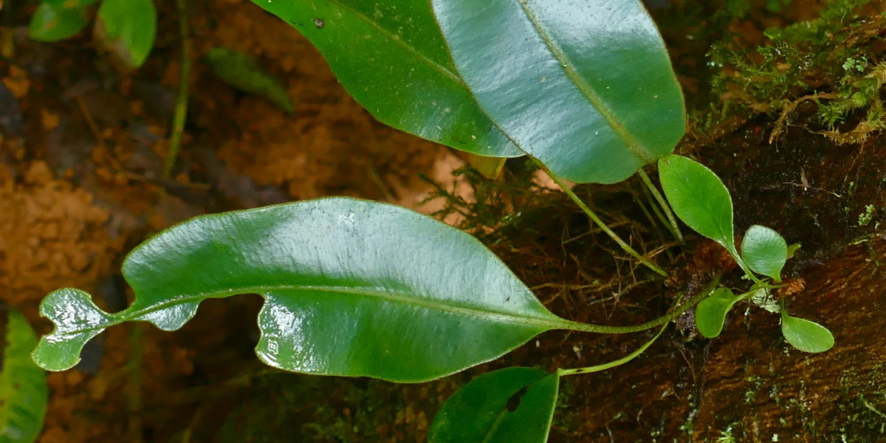 Elaphoglossum productum